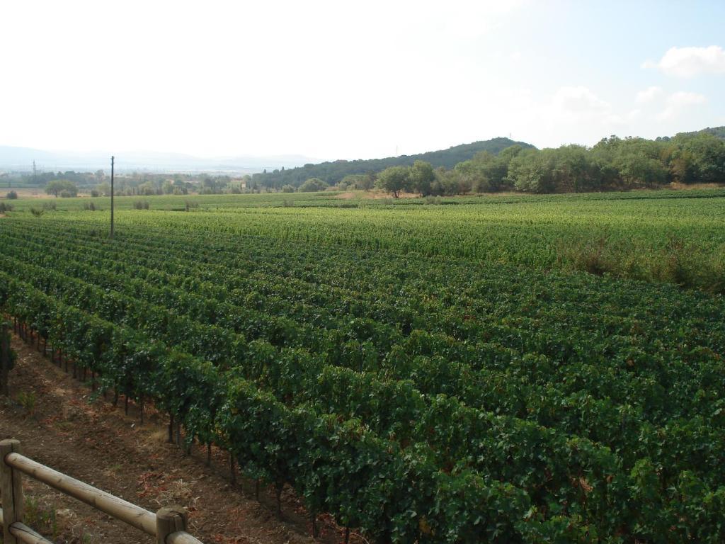 Agriturismo La Fontanella & Glamping Suvereto Exteriör bild