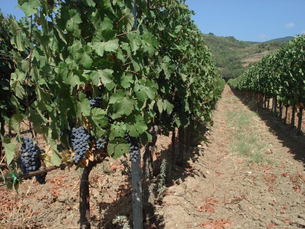 Agriturismo La Fontanella & Glamping Suvereto Exteriör bild