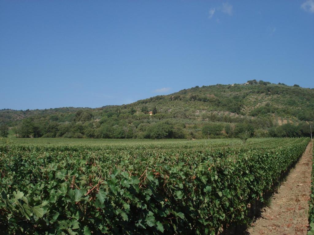 Agriturismo La Fontanella & Glamping Suvereto Exteriör bild